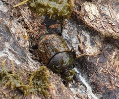 Palaeonthophagus