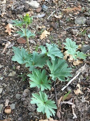 Cacaliopsis nardosmia