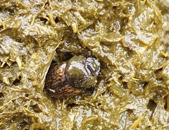 Palaeonthophagus