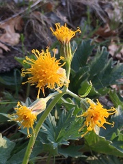 Cacaliopsis nardosmia