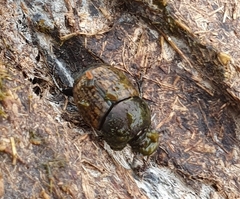 Palaeonthophagus