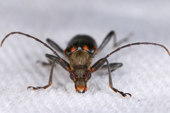 Cortodera humeralis