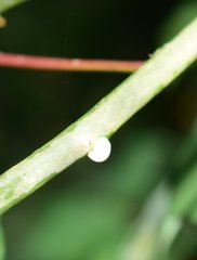 Manihot chlorosticta