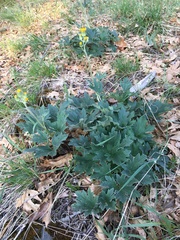 Cacaliopsis nardosmia