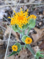 Cacaliopsis nardosmia