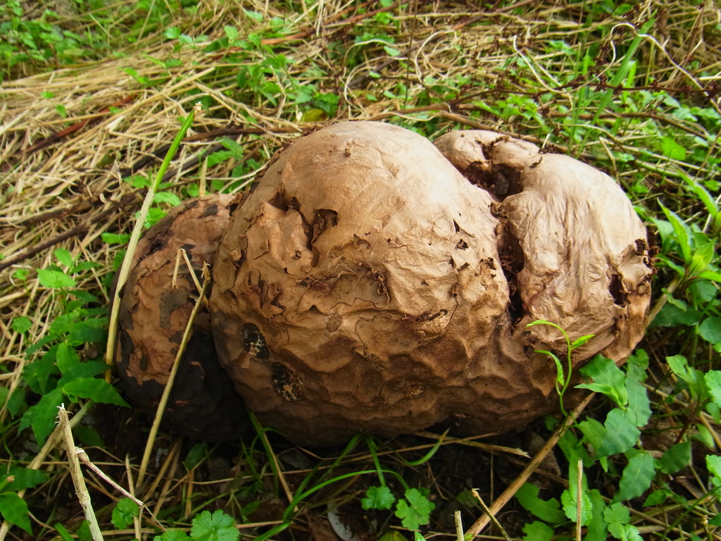 Calvatia nipponica · July 2015 · photo: © heikindai_87 (iNaturalist, cc0)
