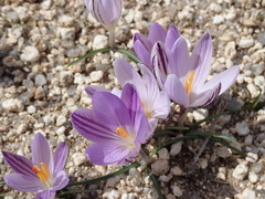 Crocus corsicus