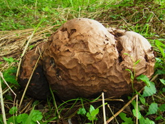Calvatia nipponica