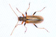 Cortodera humeralis