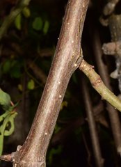 Manihot chlorosticta