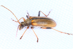 Cortodera humeralis