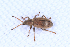Phyllobius pallidus