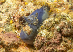 Asterocarpa coerulea