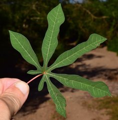 Manihot chlorosticta