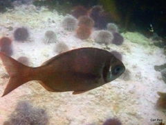 Boopsoidea inornata