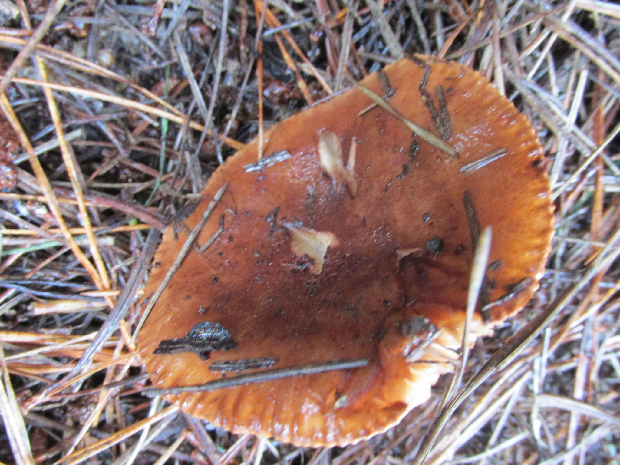 Tricholoma fracticum image