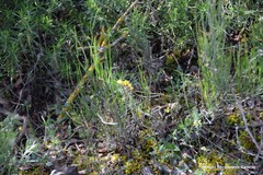 Ephedra major major