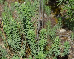 Haplophyllum linifolium