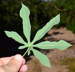 Manihot chlorosticta