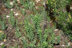 Haplophyllum linifolium