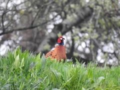 Phasianus colchicus