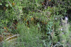 Haplophyllum linifolium