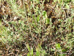 Helianthemum asperum