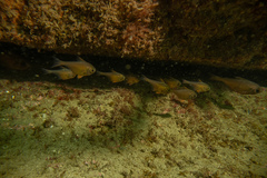 Pempheris adspersa