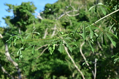 Manihot chlorosticta