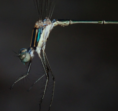 Lestes pinheyi
