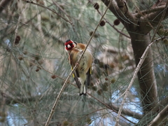 Carduelis carduelis