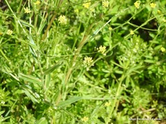 Calepina irregularis