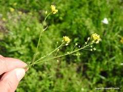 Calepina irregularis