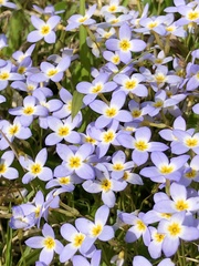 Houstonia caerulea