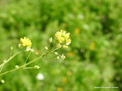 Calepina irregularis