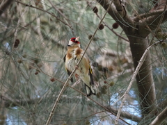 Carduelis carduelis