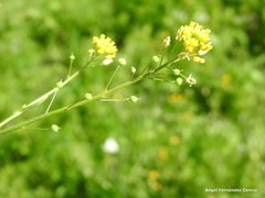 Calepina irregularis