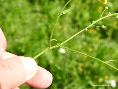 Calepina irregularis