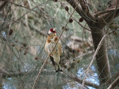 Carduelis carduelis