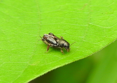 Tridactylidae