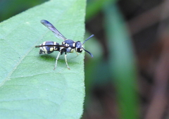 Antepipona