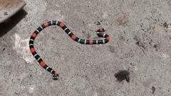 Micrurus lemniscatus