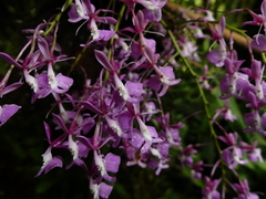 Epidendrum nanegalense