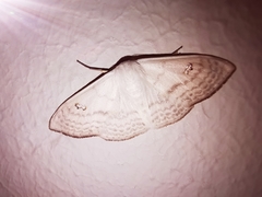 Problepsis digammata