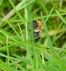 Megachile nigriventris