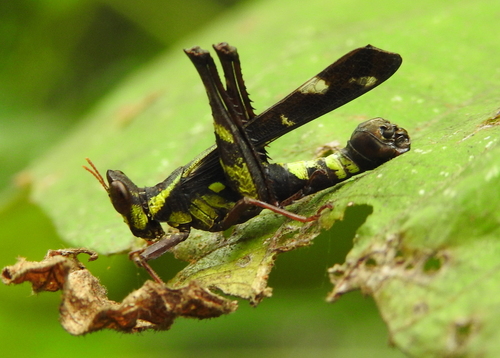 Chorotypidae