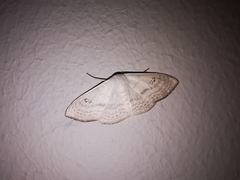 Problepsis digammata