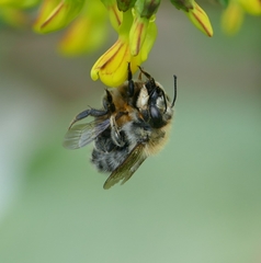 Megachile nigriventris