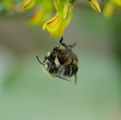 Megachile nigriventris
