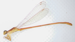 Ceriagrion suave